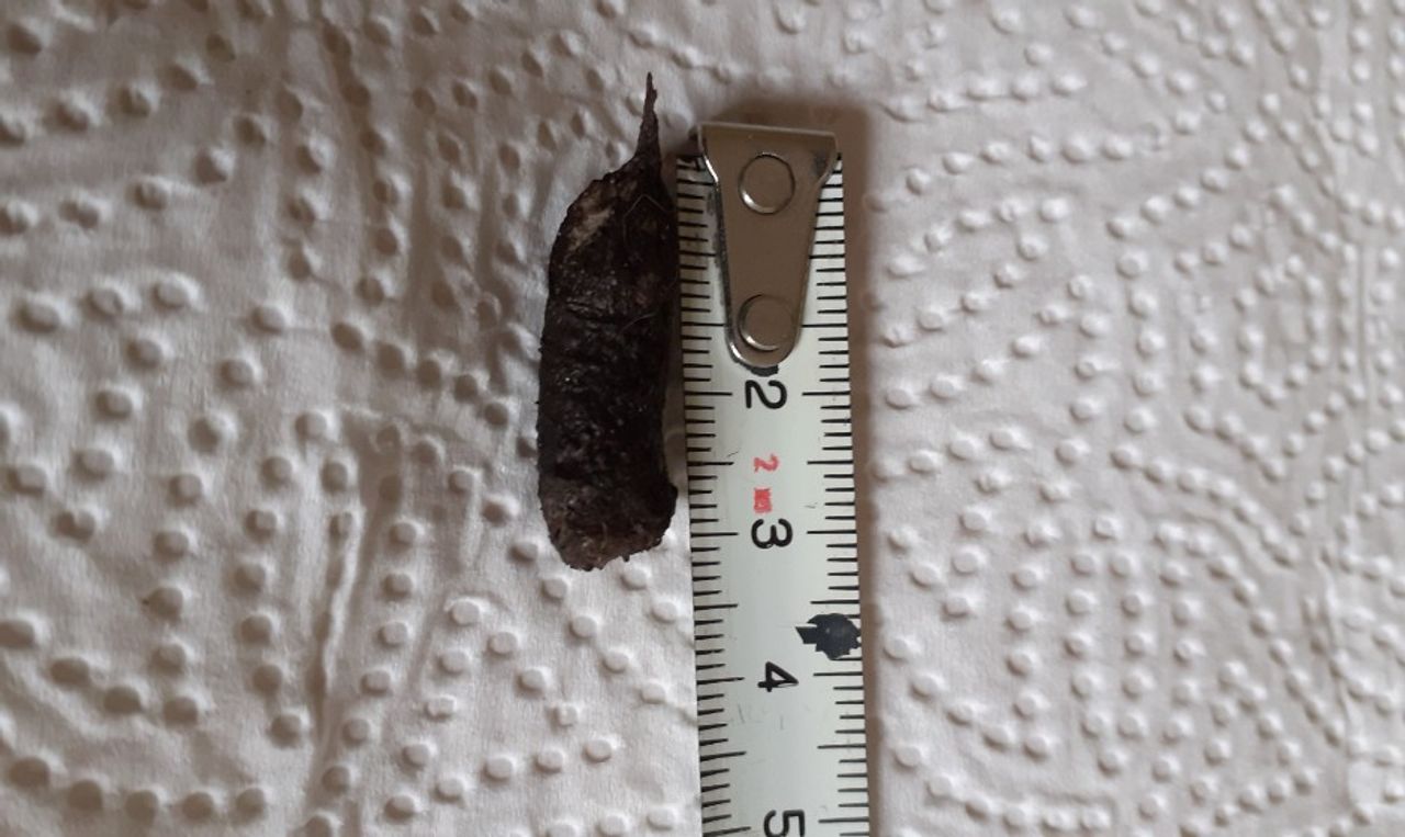 Een poepje van een egel (foto: Lenie Hazenveld).