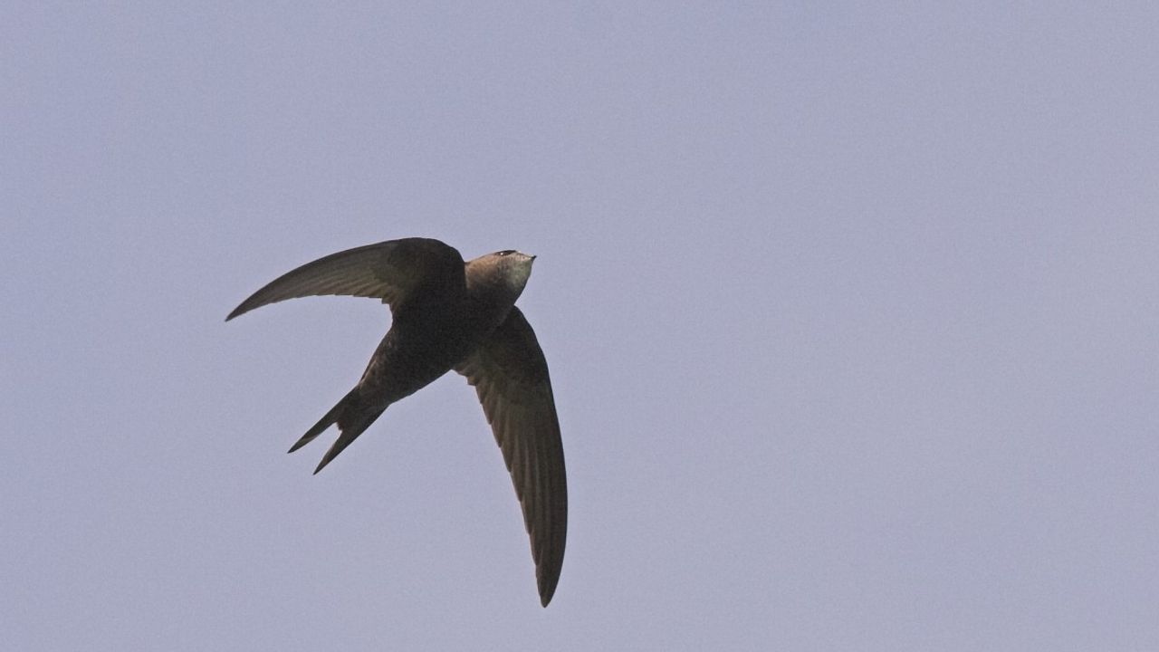 Een gierzwaluw (foto: Saxifraga/Luc Hoogenstein).