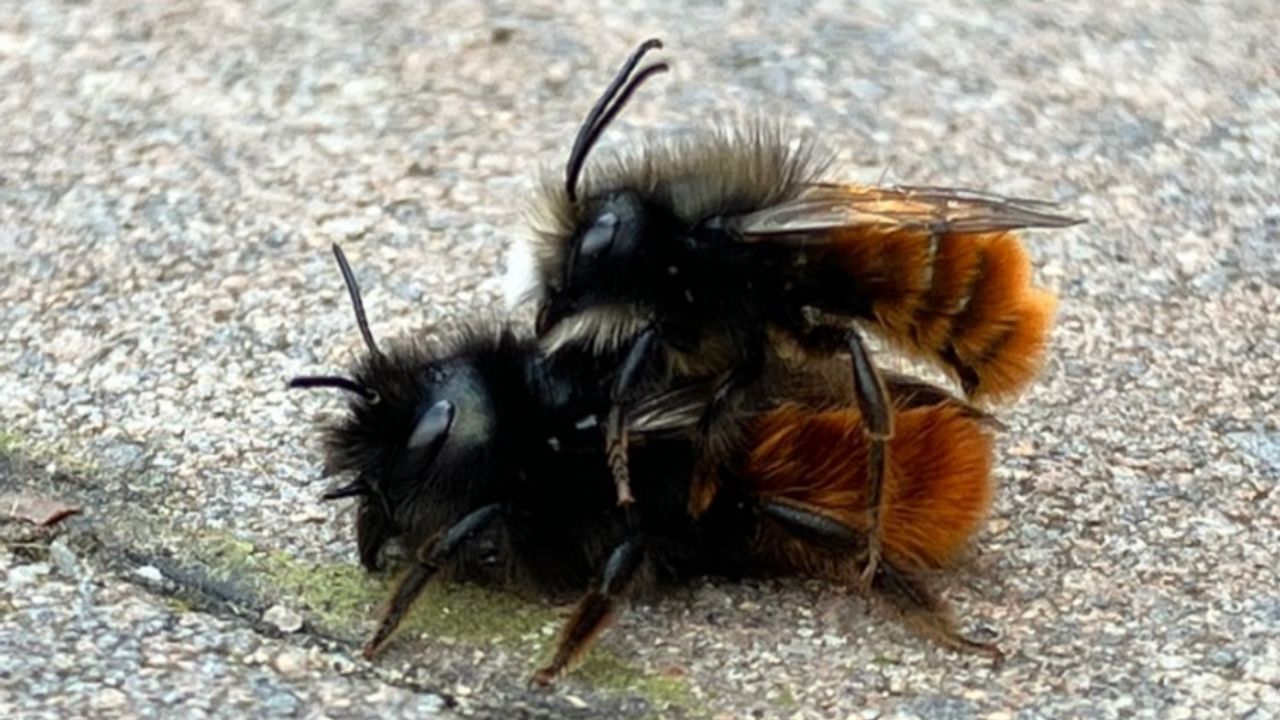 Een mannetje en vrouwtje van de gehoornde metselbij (foto: Johan van Kuyk).