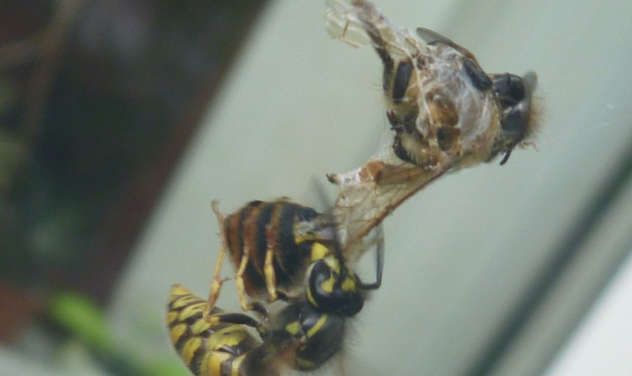 Stukjes wesp voor de larven (foto: Kathy van den Berg).
