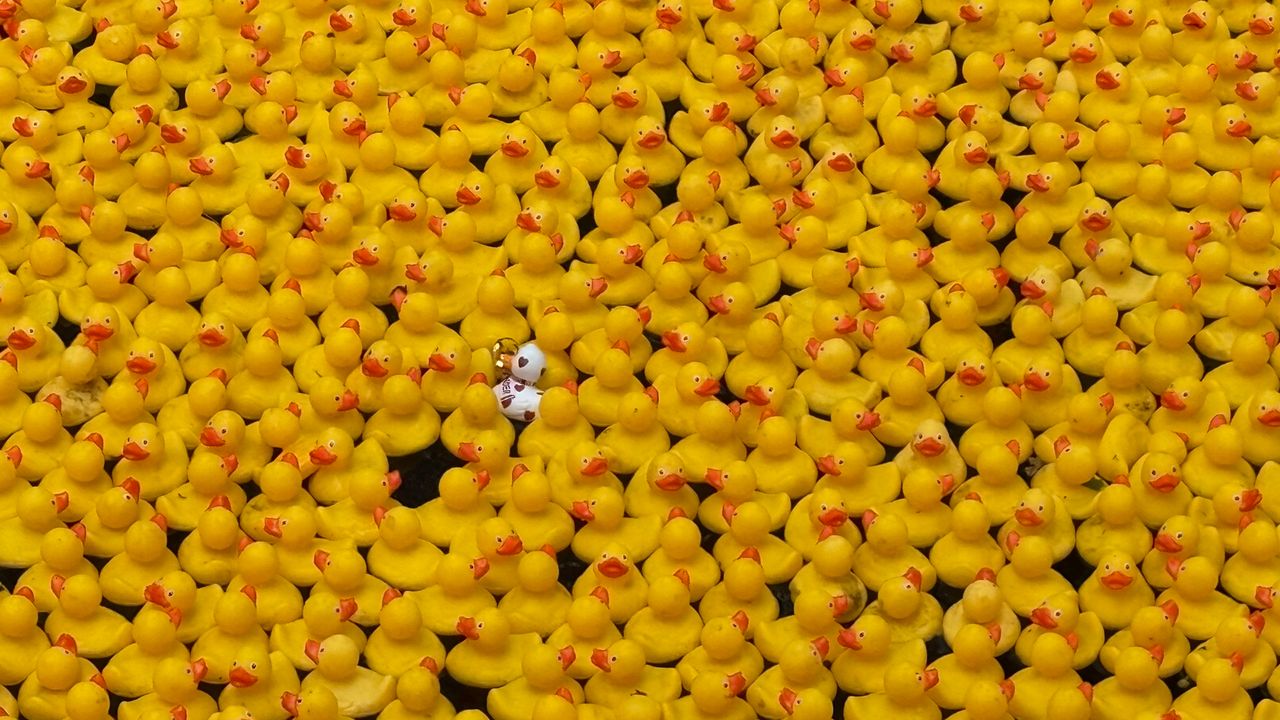 zesduizend badeenden deden mee aan de race (foto: Imke van de Laar). 