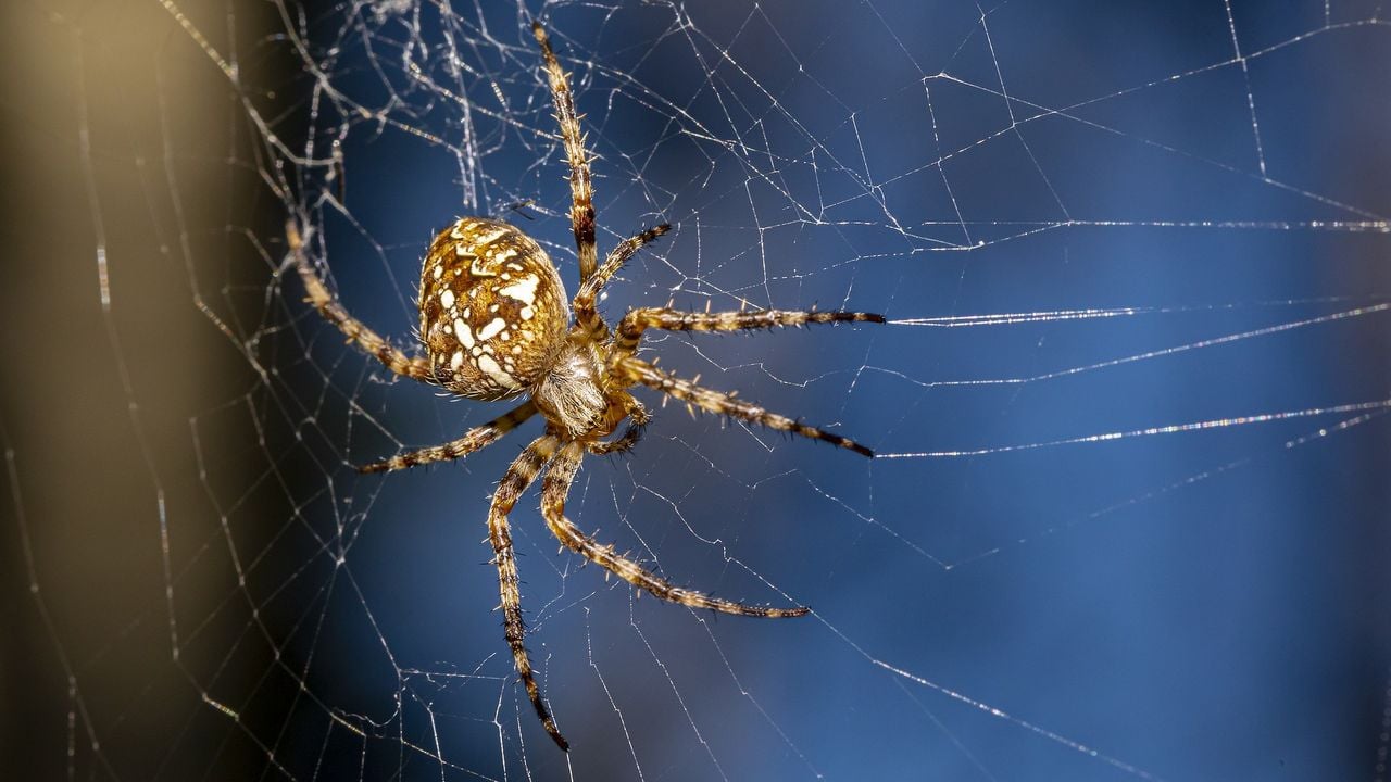 De kruisspin (foto: Pixabay).