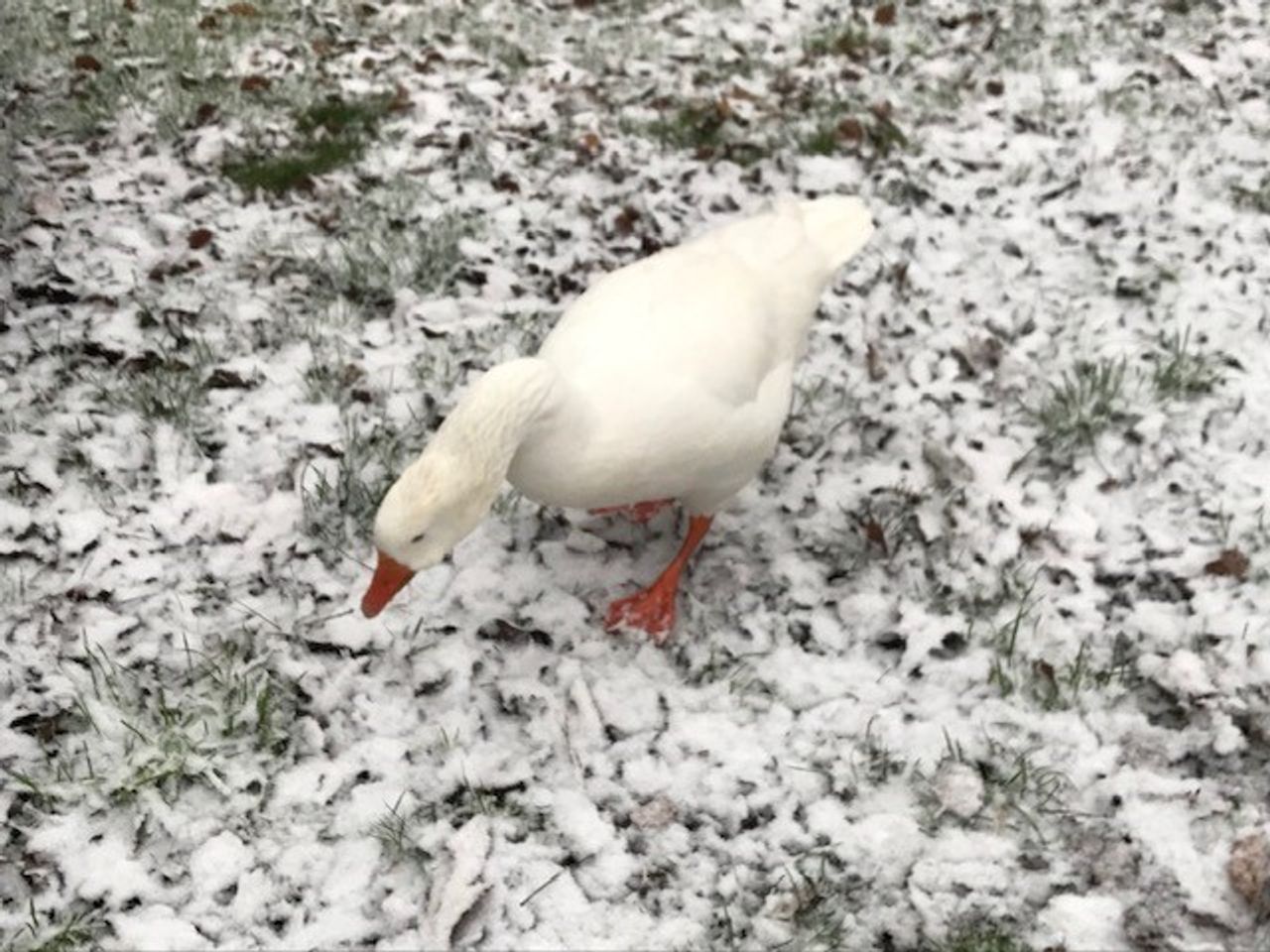 Een gans in de sneeuw (foto: Erna Olphen).