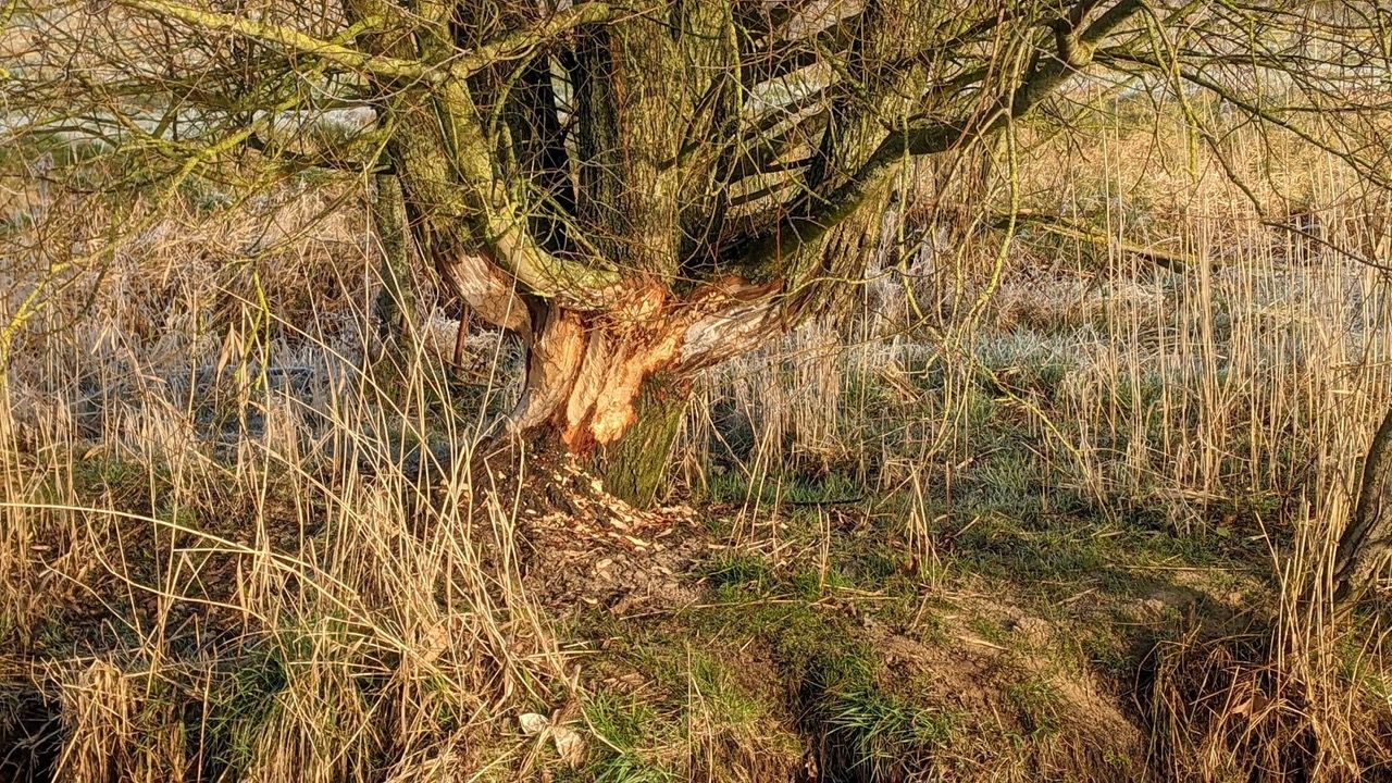 Een knaagspoor van bevers (foto: Nico Uitenbroek).