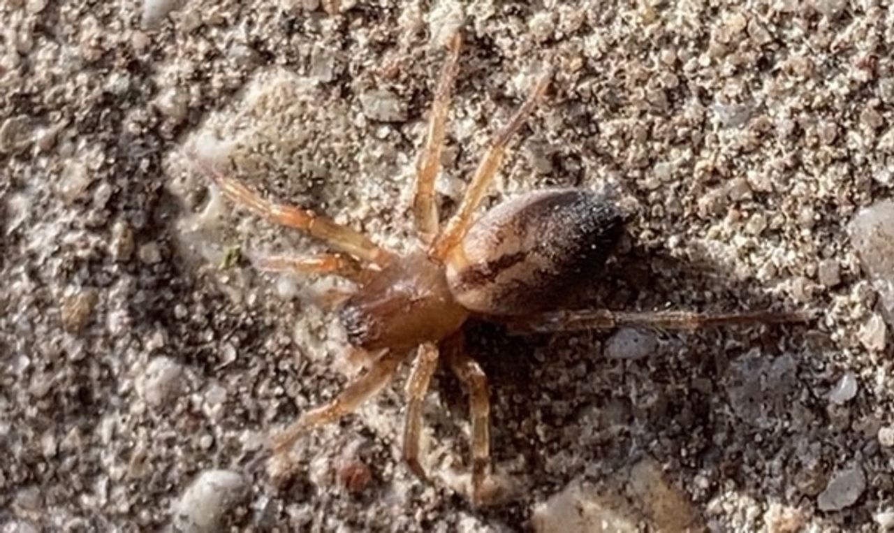 Een schorszakspin (foto: Corry Duindam).