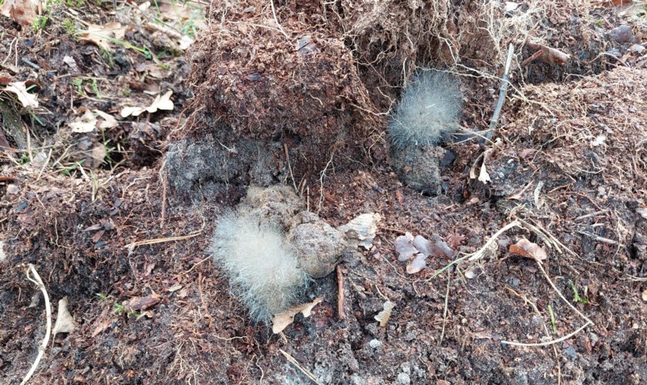 Hondenpoep bedekt met schimmel (foto: Christel van Hirtum).