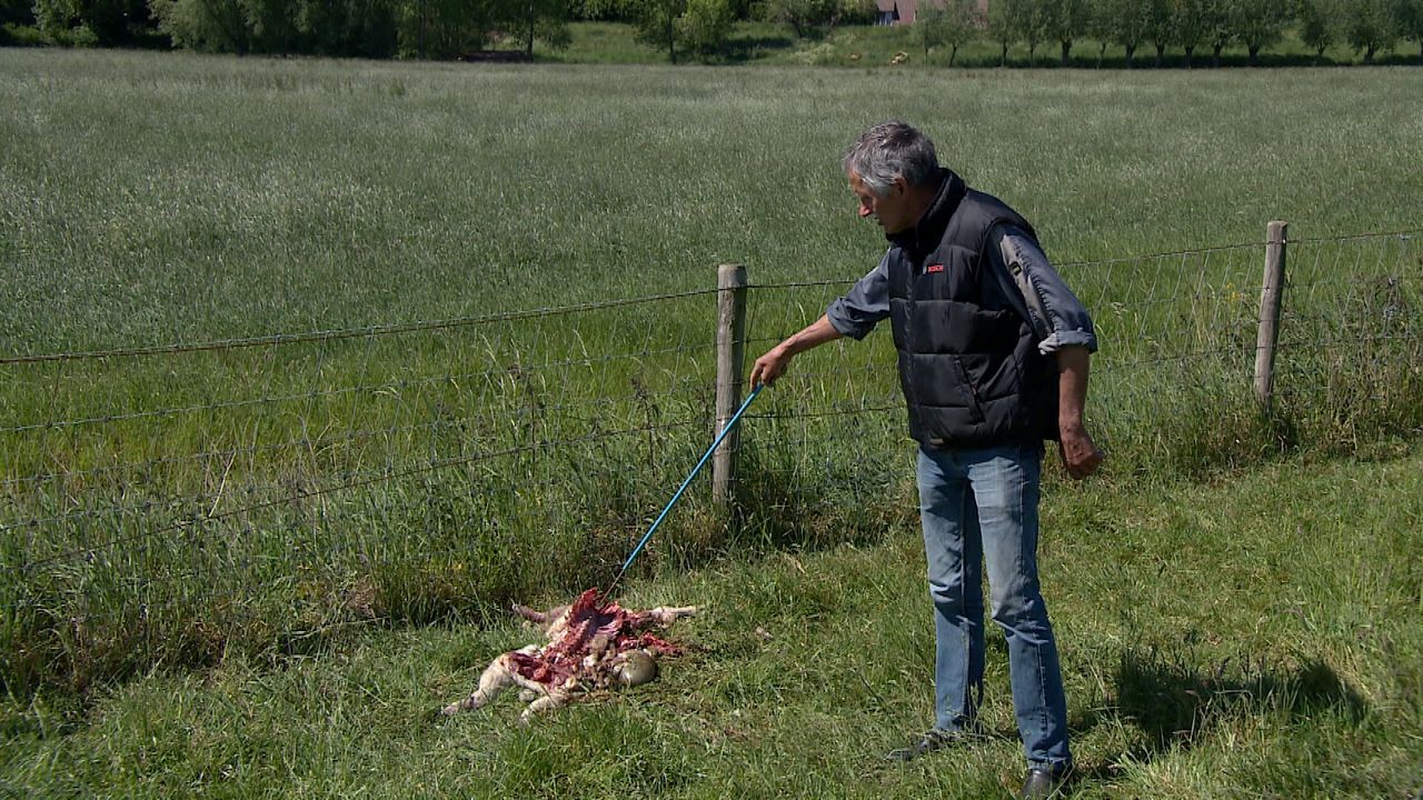 Jos Verhulst bij het opengereten schaap.
