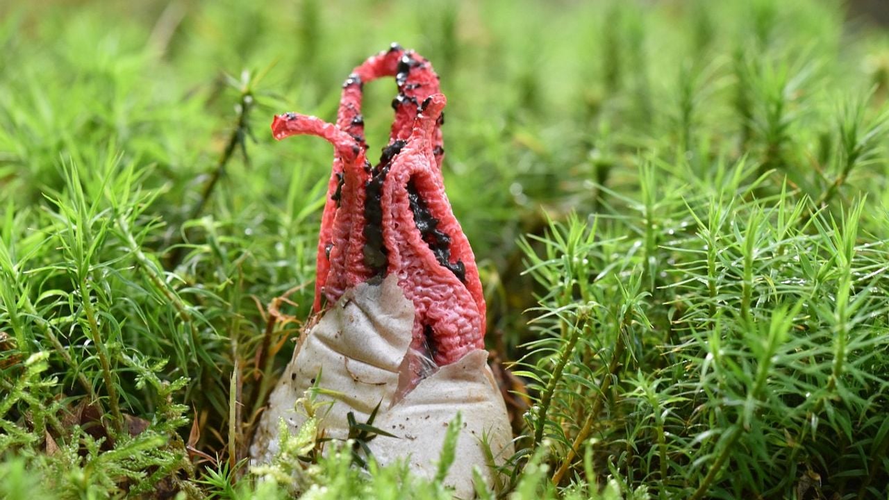 Inktviszwam (foto: Saxifraga/Luuk Vermeer).