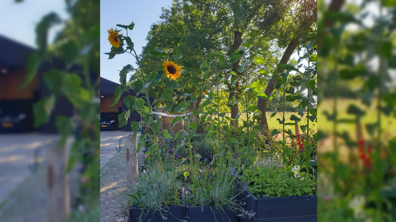 De  tuin van Judith staat vol met grote zonnebloemen (foto: Judith Nijssen).