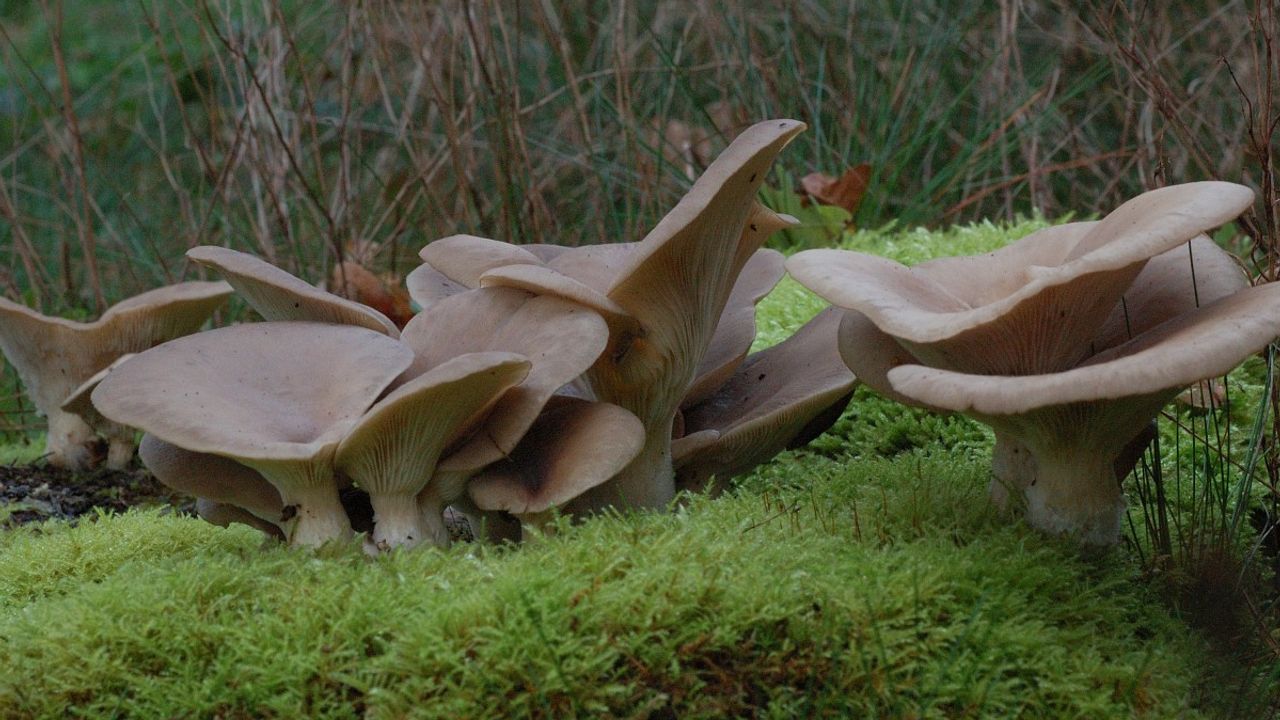 Gewone oesterzwam (foto: Willem van Kruijsbergen).