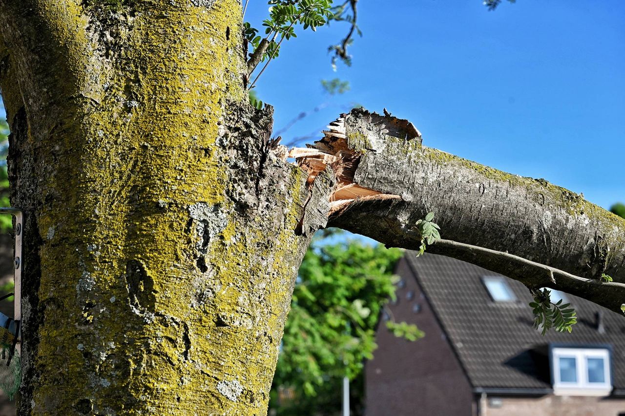 Het deel van de boom waar de tak het begaf (foto: Toby de Kort/Persbureau Heitink).