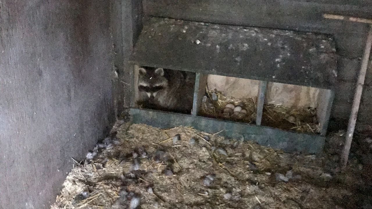 De wasbeer zit in het leghok (Foto: Albert Vesters).