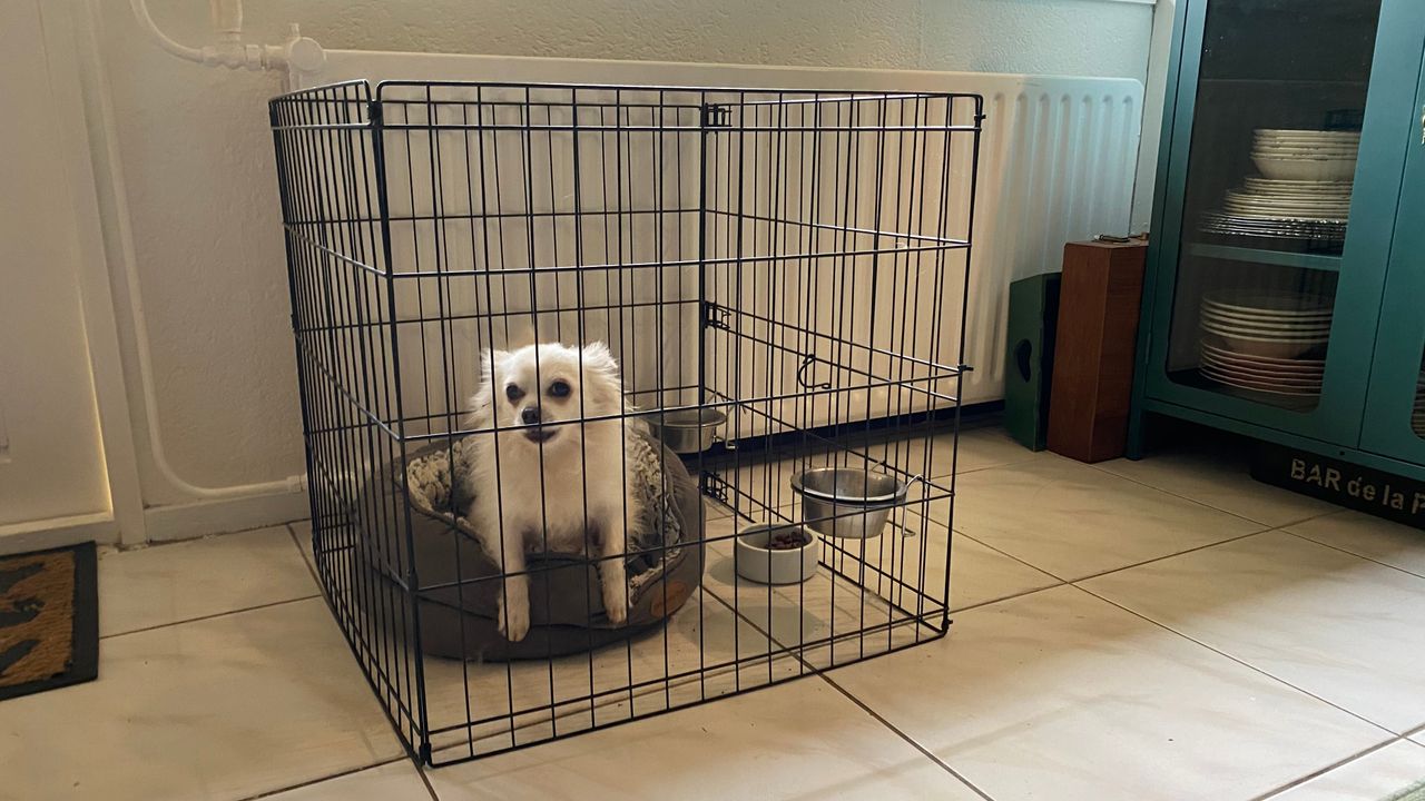 Chihuahua Faust is achtergebleven na het overlijden van zijn baasje.