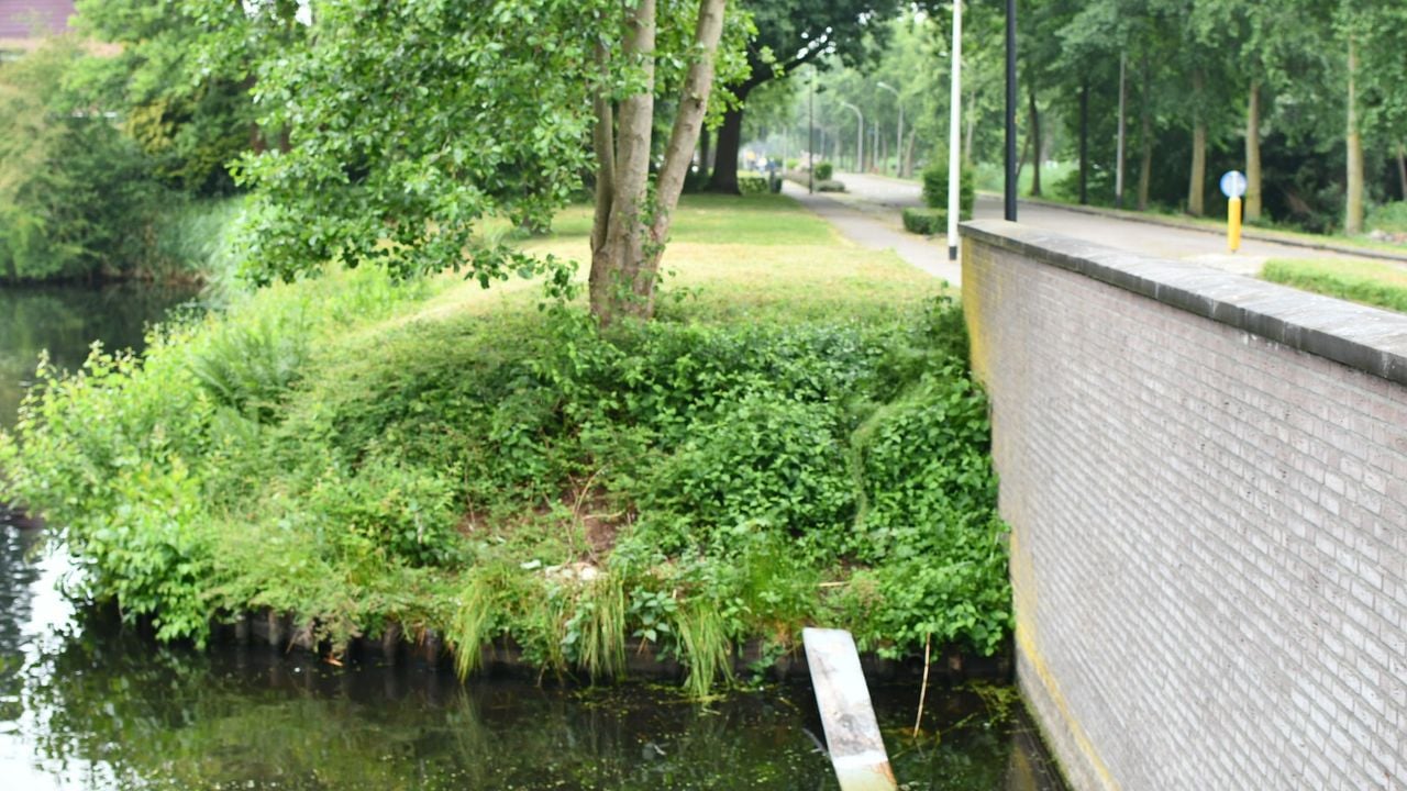 De plek van het nest van zwaan Harry en zijn vrouw langs de Beethovenlaan (foto: Suus Bergmans).