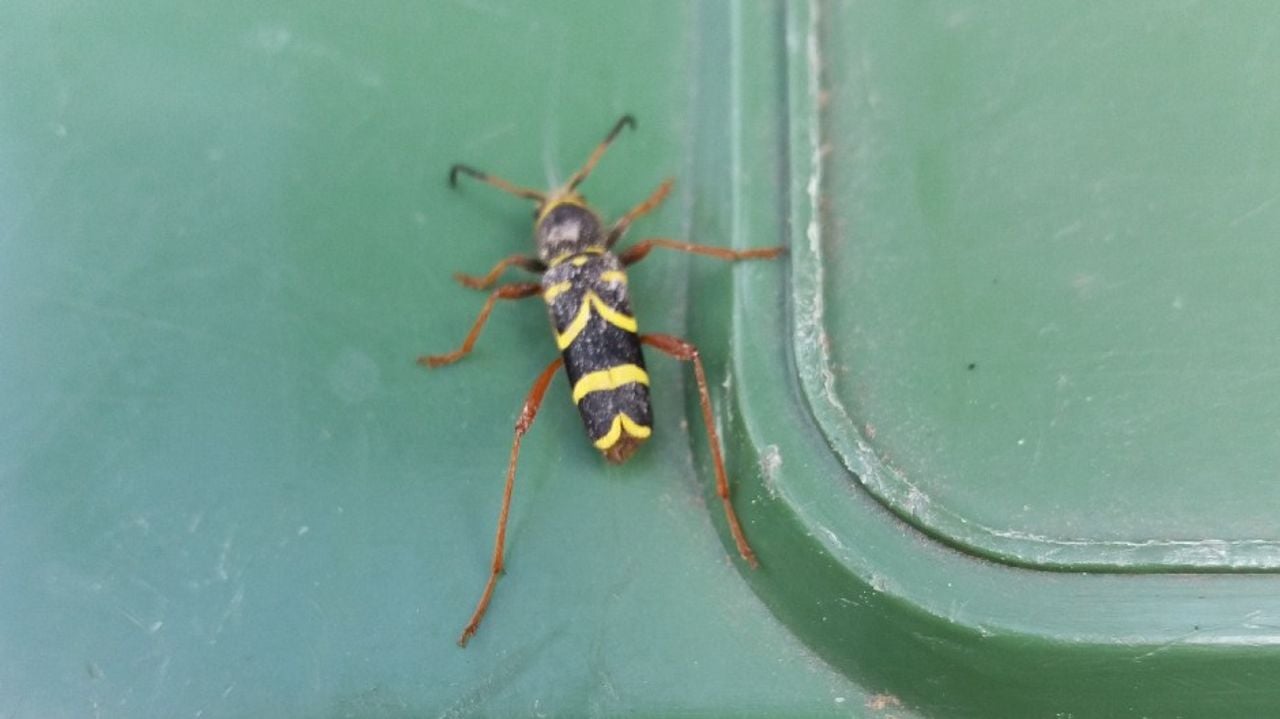 Kleine wespenboktor (foto: Auke van Veen).