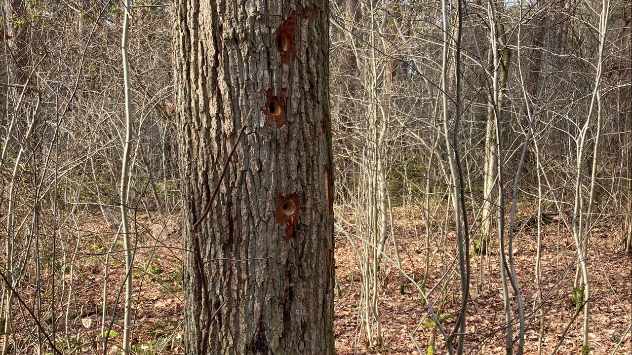 Een boom met spechtengaten (foto: Marcel Heijnen).