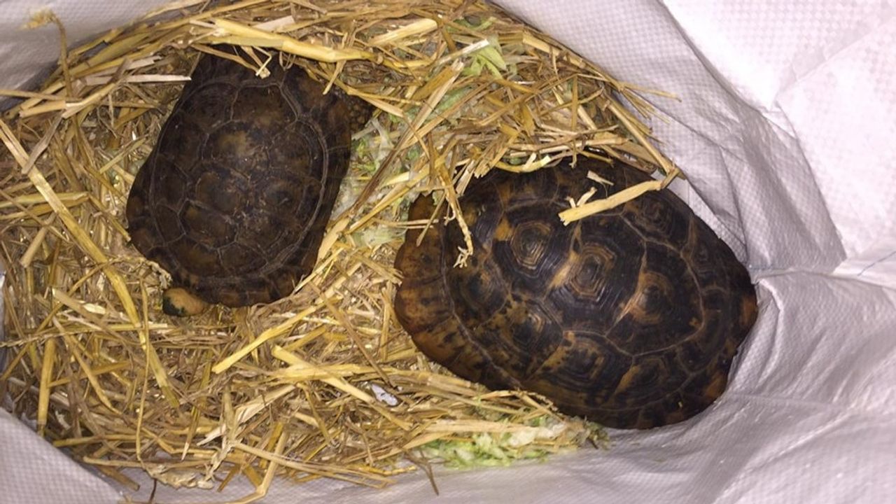 Foto: Dierenambulance Brabant Noord-Oost/Facebook.