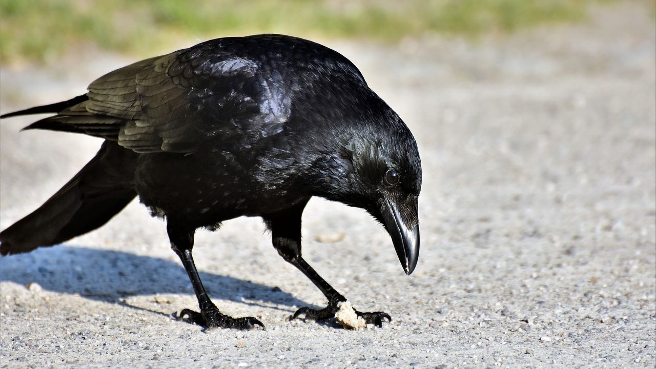 Zwarte kraaien met voedsel (foto: Ralph via Pixabay).