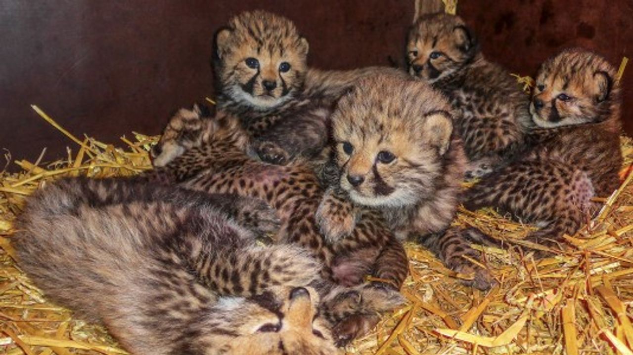 De cheetahwelpjes in safaripark Beekse Bergen foto: Beekse Bergen).