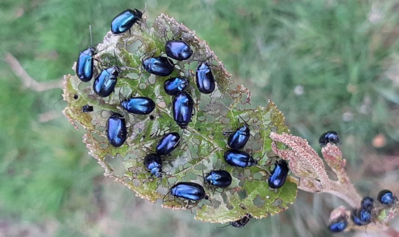 Elzenbladhaantjes (foto: Marian Hendriks).