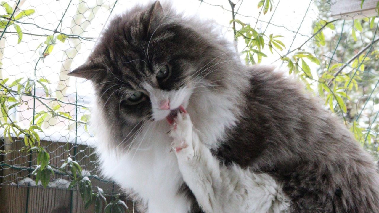 En vooruit, Poes Willow, die de laatste sneeuw tussen haar tenen haalt