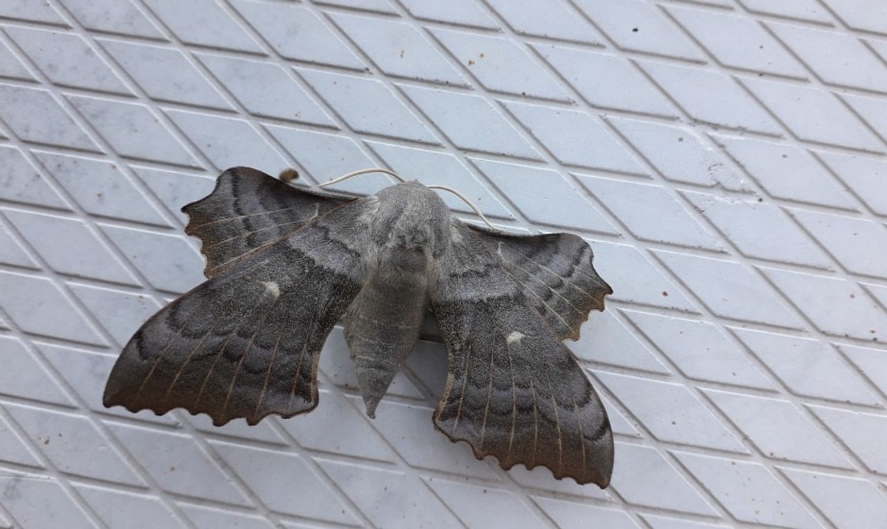 De populierenpijlstaart, een dagactieve nachtvlinder (foto: Jan van Rijswijk).