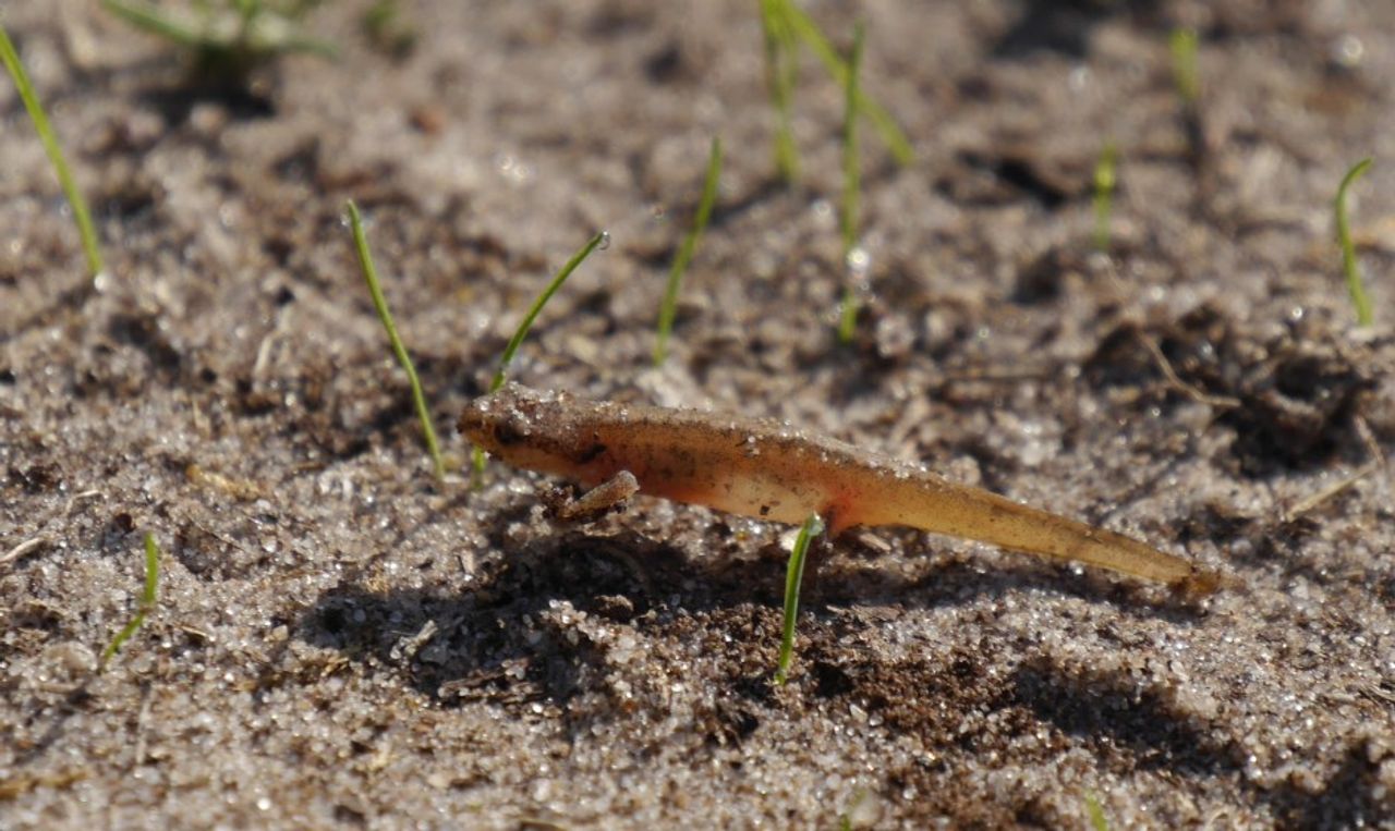 Een kleine watersalamander (foto: Joke Snoeren-Broeders).