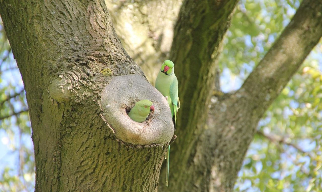 Halsbandparkieten bij een nest in een boom (foto: Pixabay).