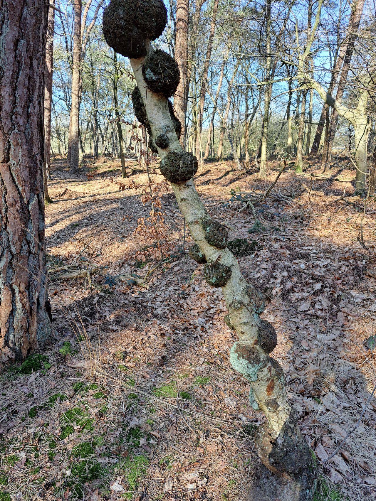 Warrelknoesten (foto: Corry Willekes).