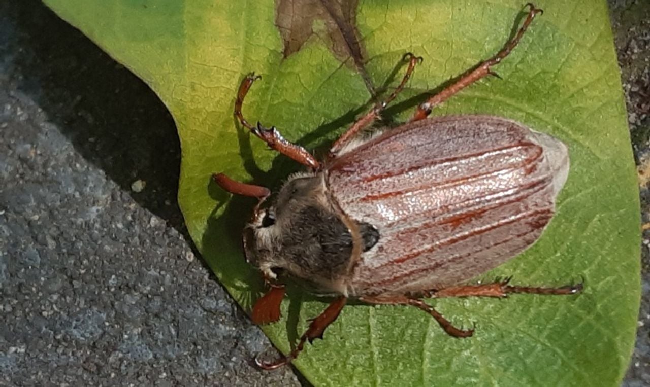 Het mannetje van de meikever (foto: An Roelen).