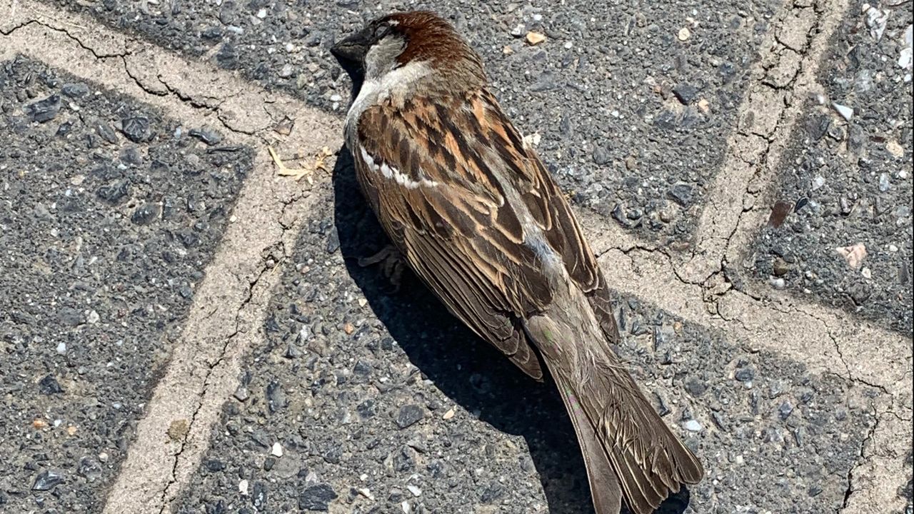 Voor deze mus kwam de hulp te laat (foto: Robert te Veele).