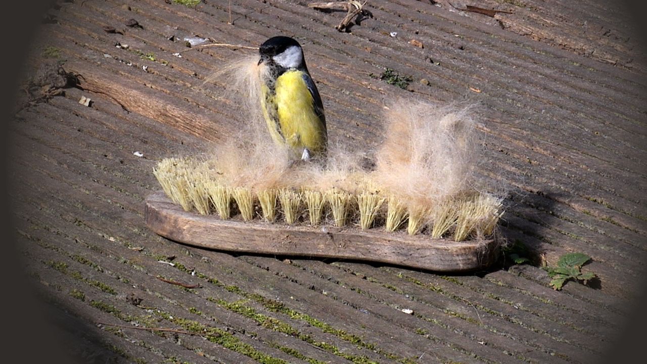 Tip van boswachter Frans Kapteijns: 'borstel je hond eens in de tuin' 
