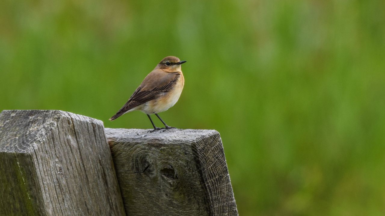 Een tapuit (foto: Saskia Llop).