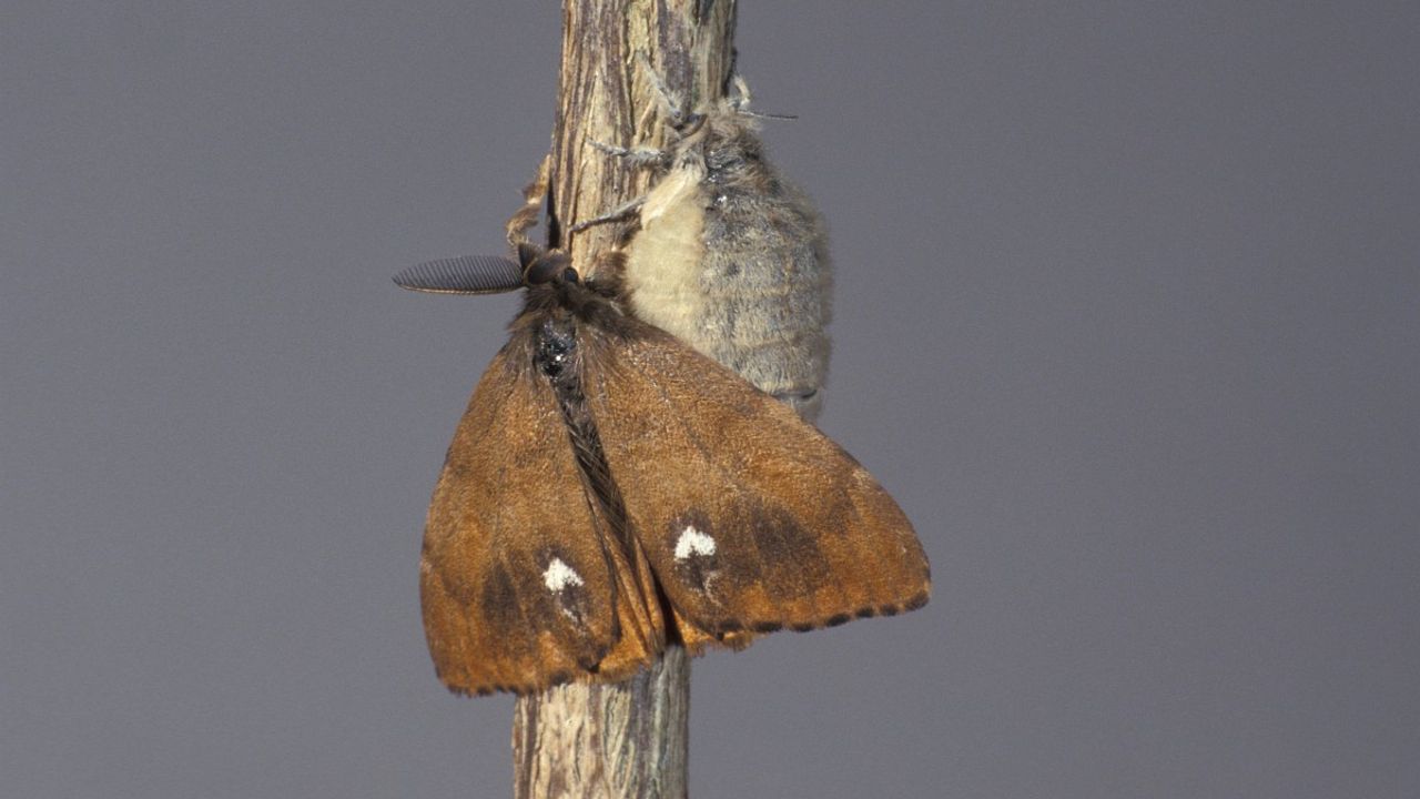 Witvlakvlindermannetje met vleugels en daarboven het vrouwtje (foto: Saxifraga/Frits Bink).
