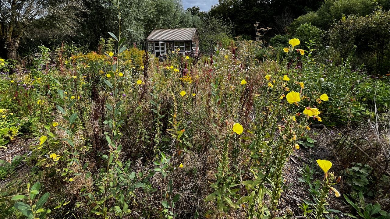 De verwilderde bloementuin (foto: Rogier van Son).