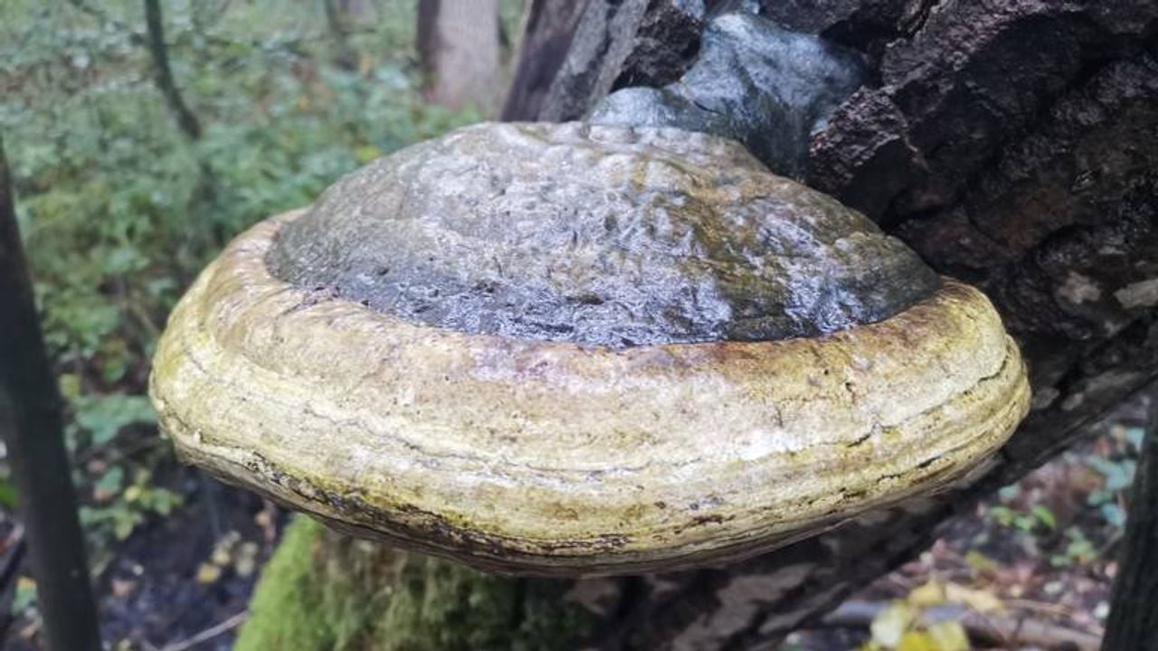 Berkenzwammen leven vooral op dood berkenhout (foto: Auke van Veen).