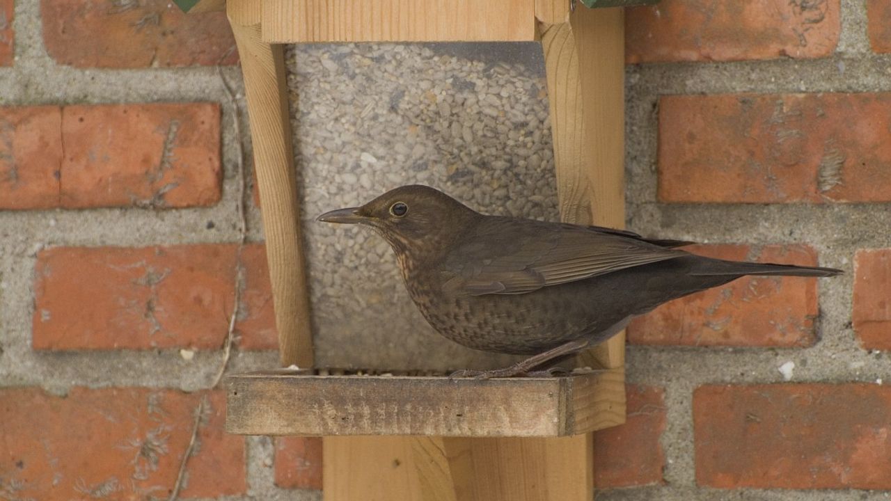 Een merelvrouwtje (foto: Saxifraga/Willem van Kruijsbergen).