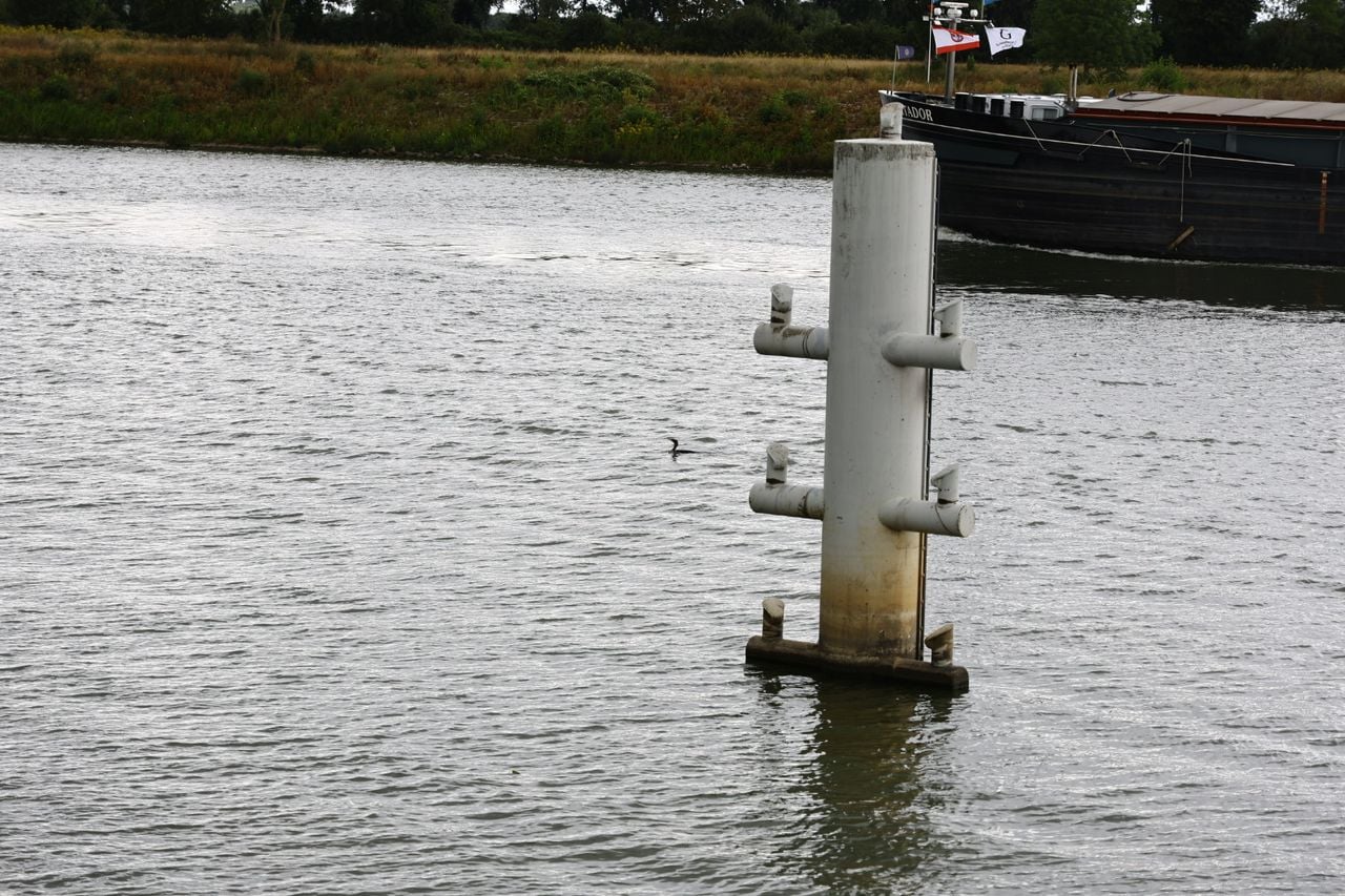 De aalscholver zwemt weer vrij en blij op de Maas (De aalscholver zit vast achter het rooster (foto: SK-Media / Persbureau Heitink).