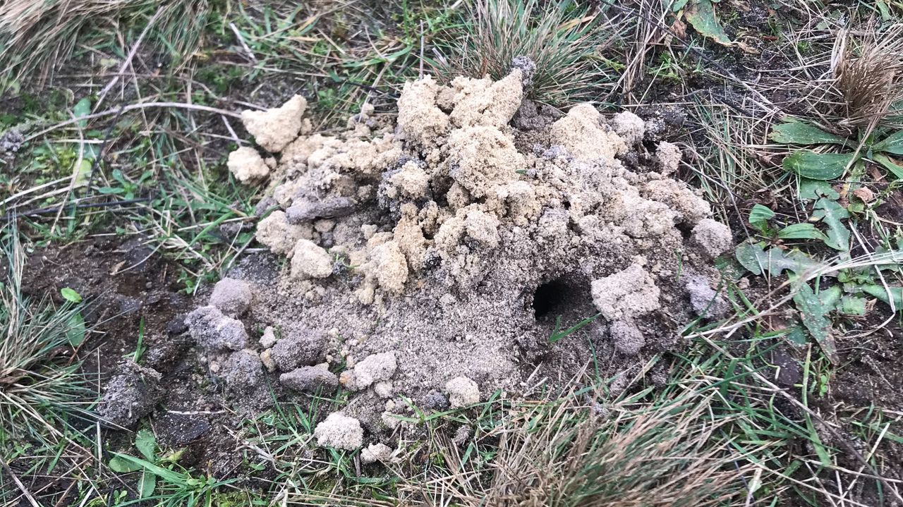 Ingang naar een wespennest (foto: Walter van Rossen).
