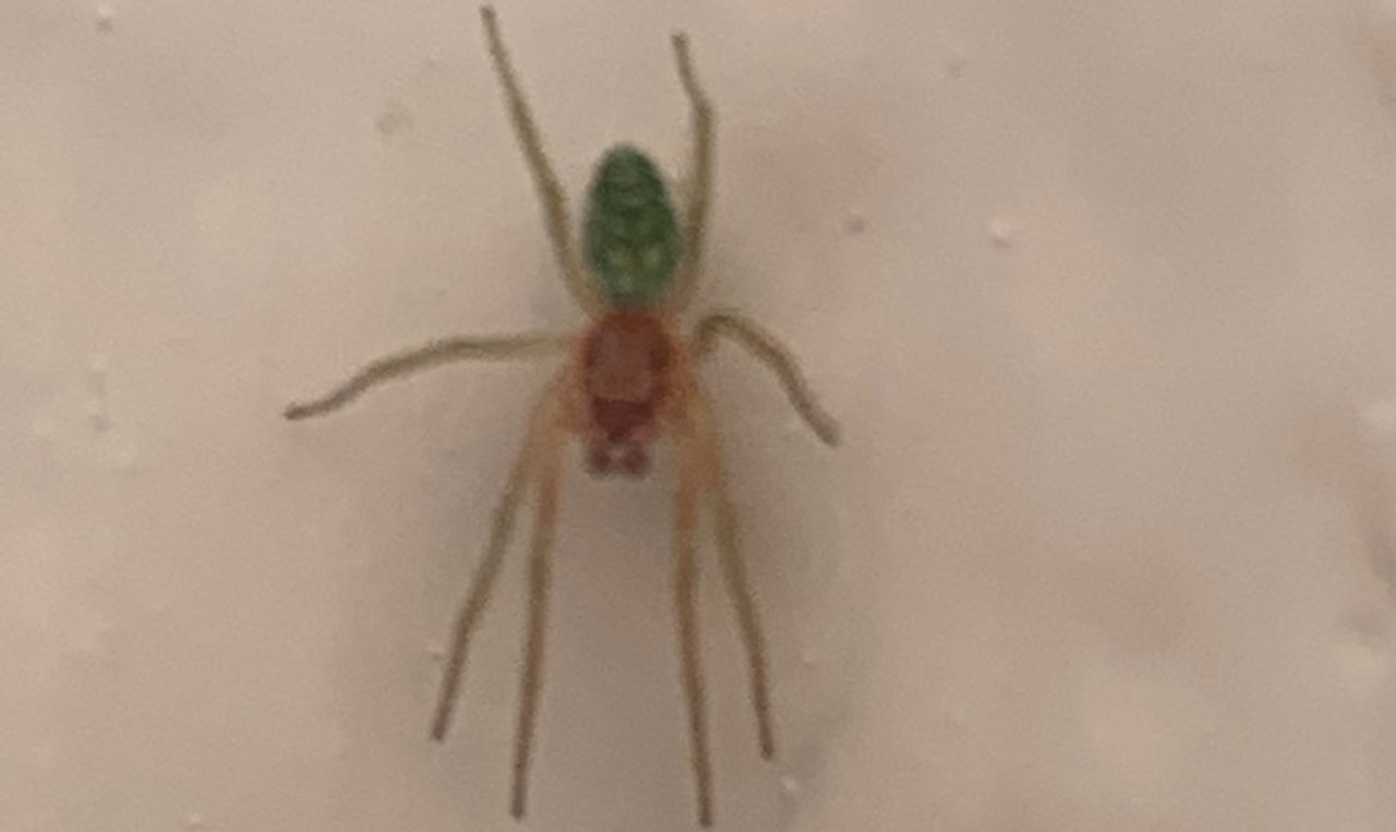 Het groen kaardertje heeft een groen achterlijf als camouflage, want ze leven op groene blaadjes (foto V. Bilsen).