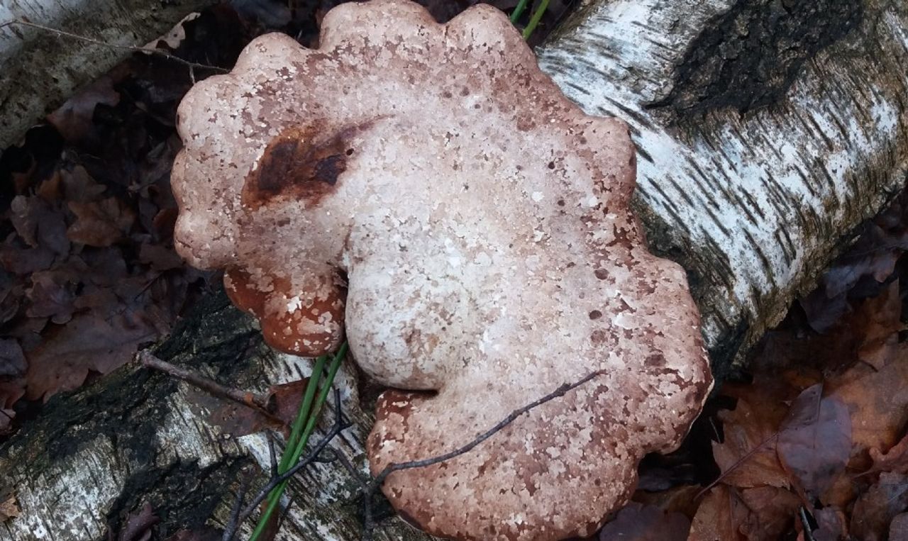 Een berkenzwam op een dode berk (foto: Auke van Veen).