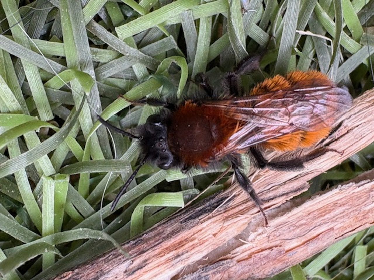 Een opvallende zandbijensoort, het vosje (foto: Cathrien Beijer).
