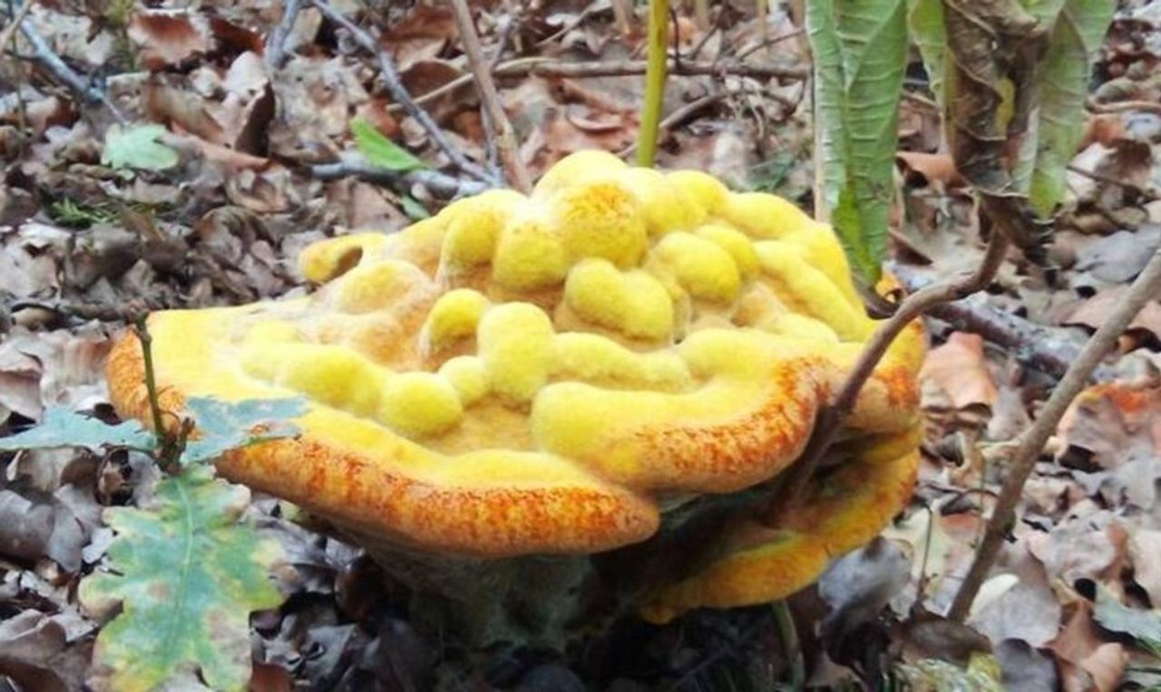 Dennenvoetzwam (foto: Jeanne Beurskens).