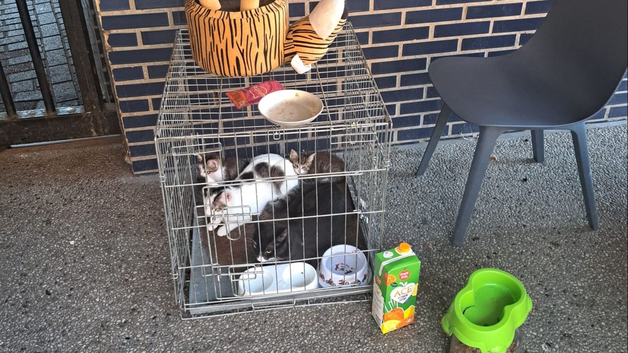 Deze katjes werden in Tilburg gedumpt (foto: Dierenambulance Brabant Noord-Oost/Facebook).