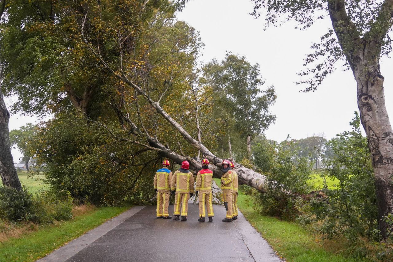 Boom op de weg in Deurne (foto: Harrie Grijseels/Persbureau Heitink).