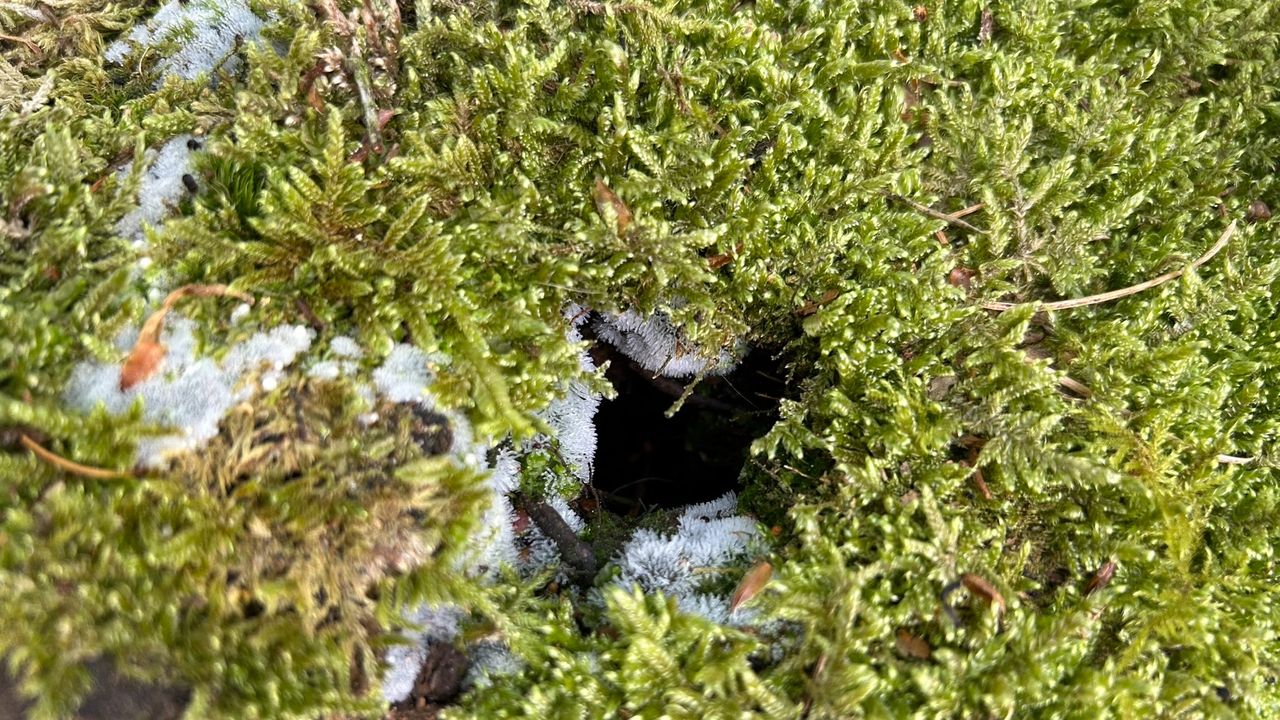 IJsvingers (foto: Kitty Lemmers-Keulemans).