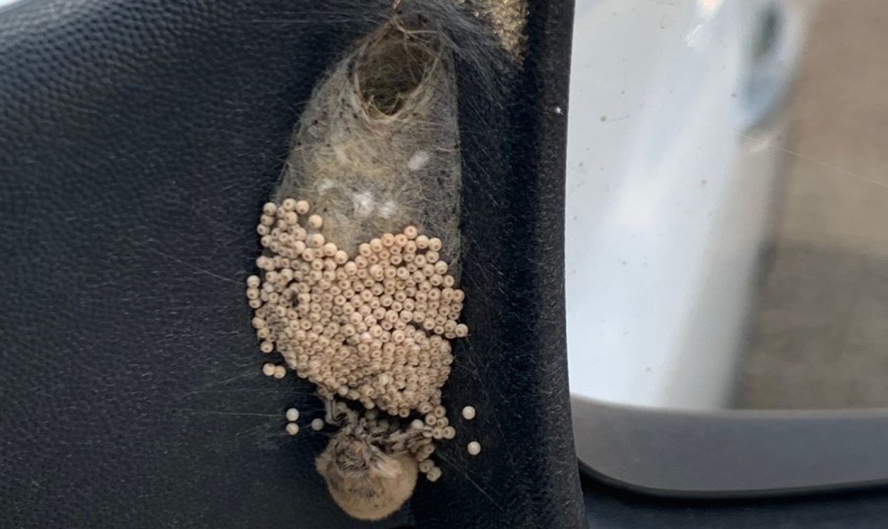 Een vleugelloos vrouwtje van de witvlakvlinder dat eitjes legt (foto: Francy Voets).