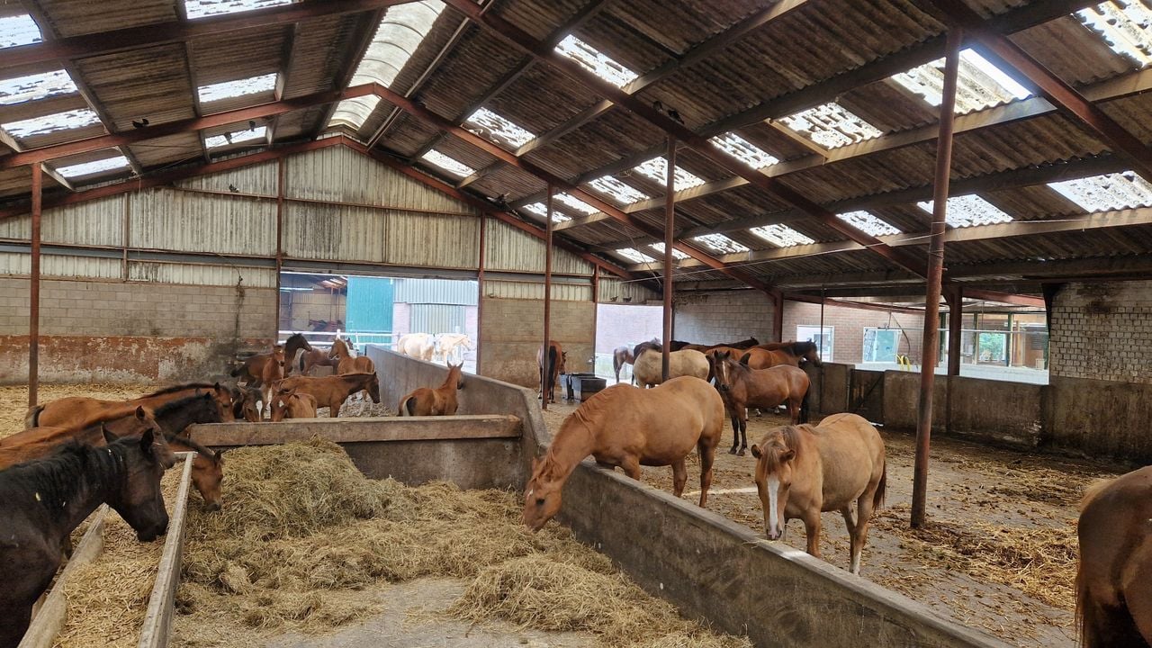 De stal met links de 'veulenspeelzaal' en rechts de merries (foto: Tom Berkers).