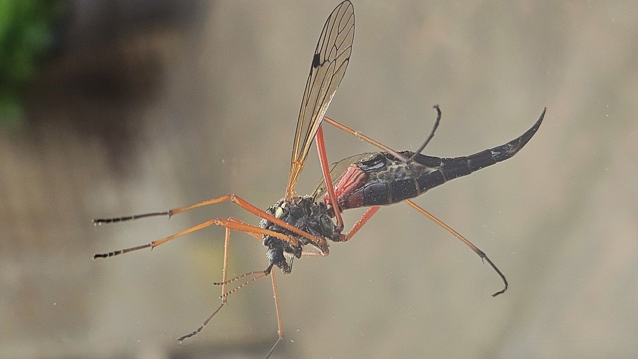 Een zwarte houtlangpoot (foto: Gaby Donders).