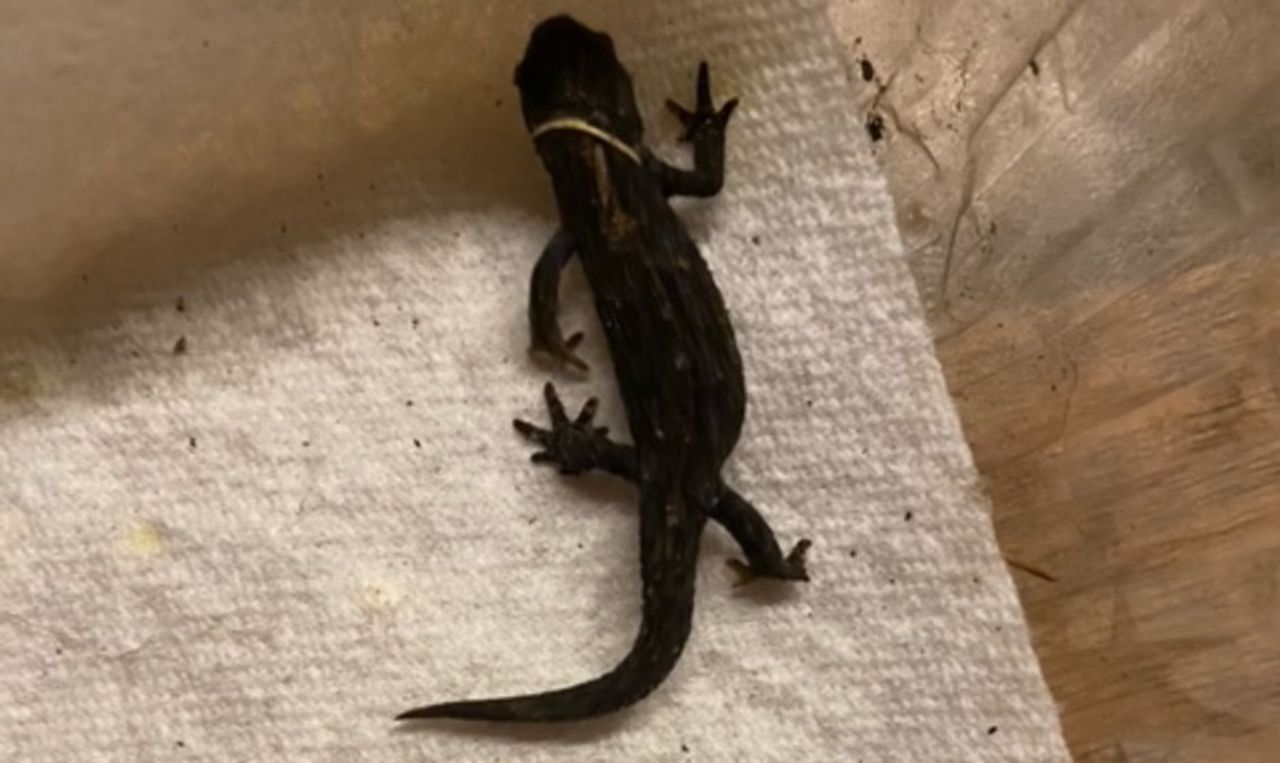 Een alpenwatersalamander (foto: A. Markx).